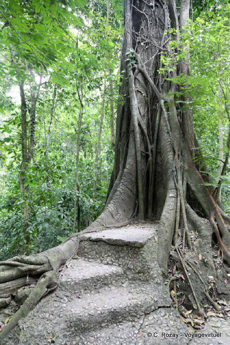 Schritte in einem Baum, Palenque gebaut - Mexiko