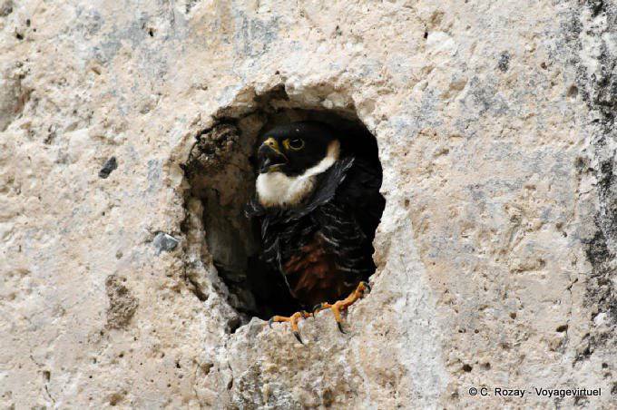 Rapace in den Ruinen, Palenque gelegen - Mexiko