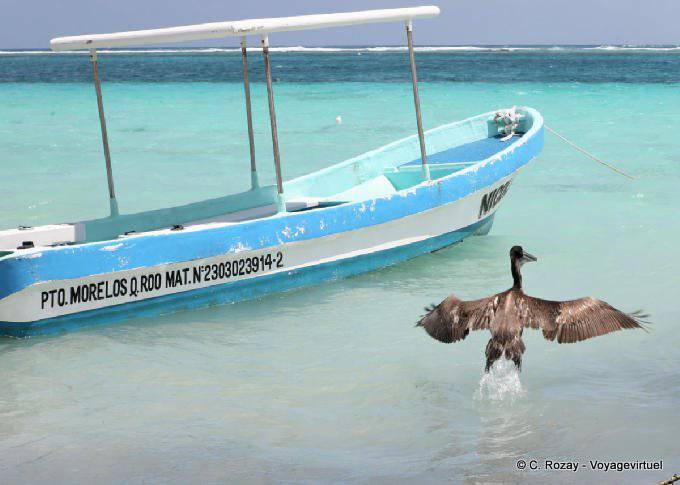 Der Flug des Pelican, Puerto Morelos - Mexiko