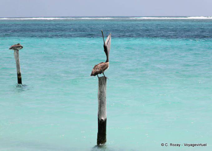 Pelican Wecker auf einer Stange, Puerto Morelos - Mexiko