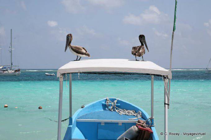 Das Aussehen der Fischer Pelikane, Puerto Morelos - Mexiko