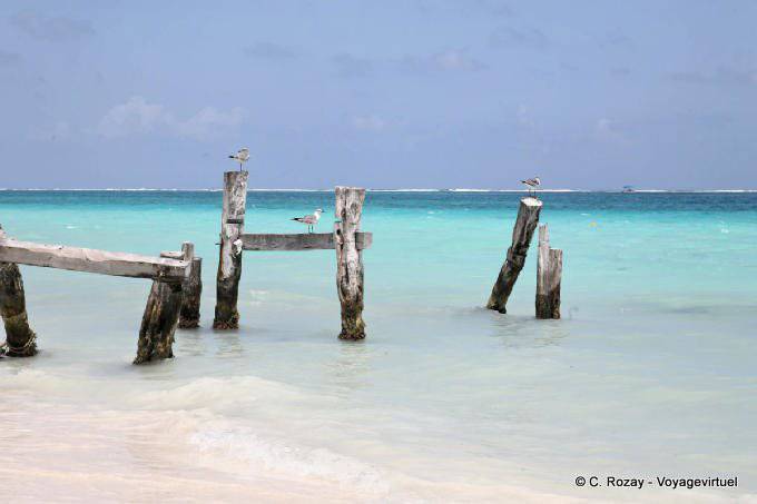 Vögel auf dem gebrochenen Steg, Puerto Morelos - Mexiko
