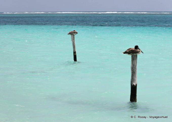 Rest Pelikane, Puerto Morelos - Mexiko