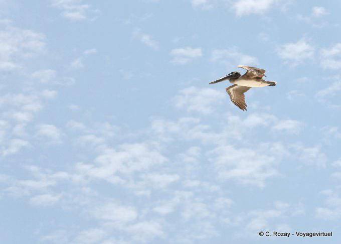 Pelikan im Flug, Puerto Morelos - Mexiko