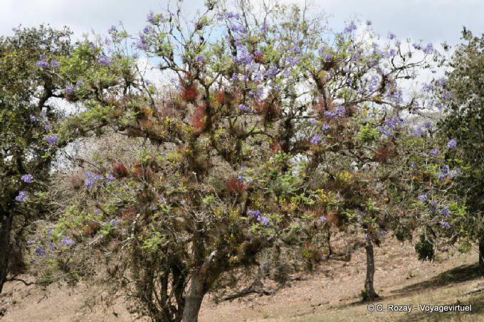 Epiphyten auf Bäumen, Tonina - Mexiko