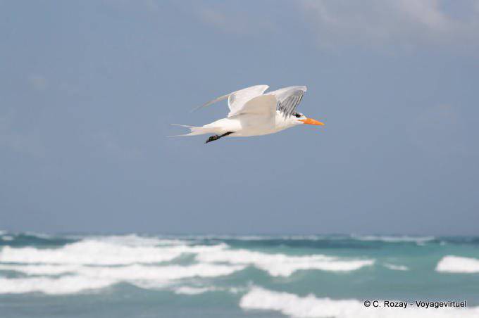 Seeschwalbe im Flug über den Wellen, Tulum - Mexiko