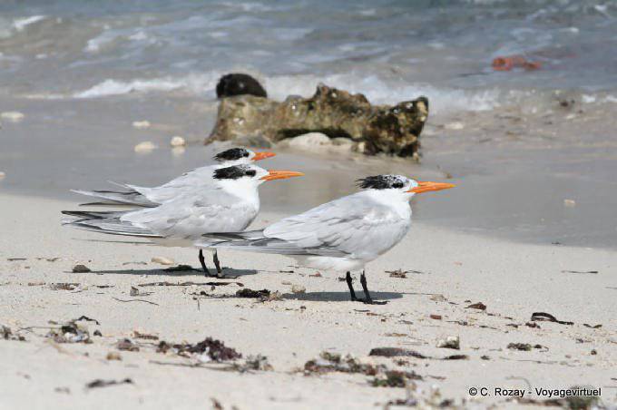 Seeschwalben warten auf dem Sand, Tulum - Mexiko