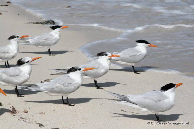 Seeschwalben-Gruppe auf dem weißen Sand, Tulum - Mexiko