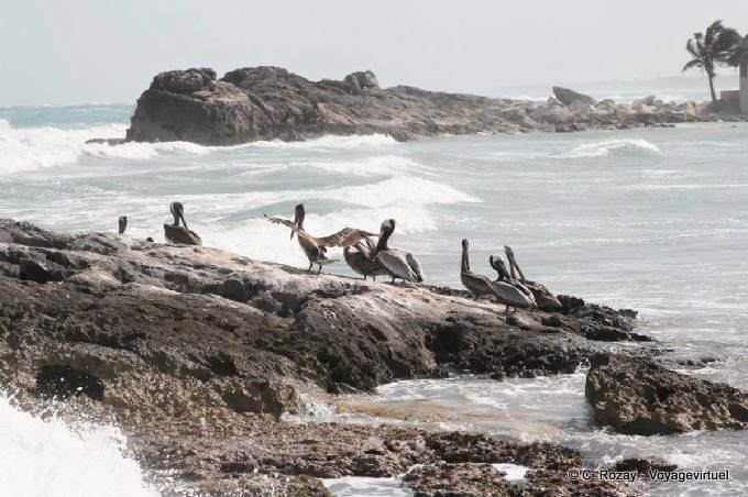 Gruppe der braunen Pelikane auf den Felsen, Tulum - Mexiko