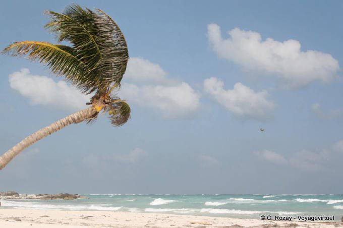Palme im Wind am Strand, Tulum - Mexiko