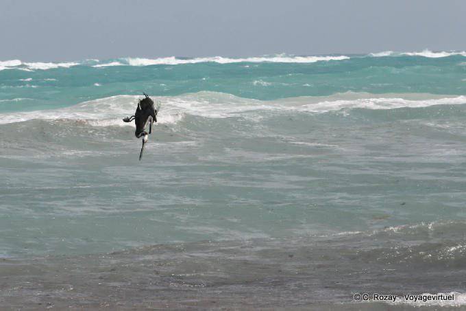Diving Pelican, Tulum - Mexiko