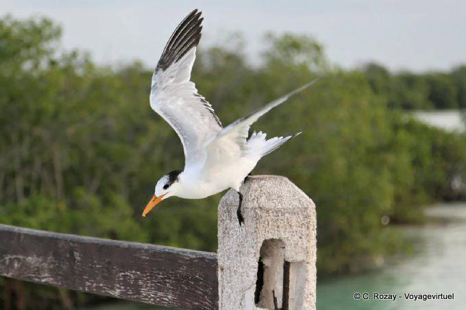Tern, Sian Kaan, Tulum - Mexiko
