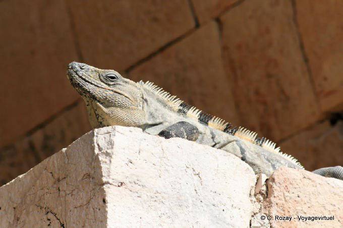 Leguan im Palast, Uxmal - Mexiko