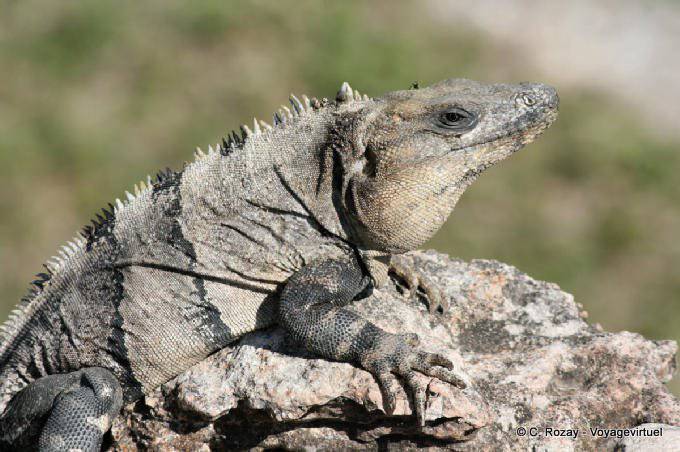 Leguan auf einem Stein, Uxmal - Mexiko