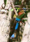 Motmot Blau Augenbraue Vogel Labná, Mexiko.