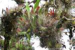 Epiphyten, Lagunas de Montebello, Mexiko.