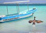 Der Flug des Pelican, Puerto Morelos, Mexiko.