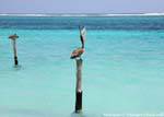 Pelican Wecker auf einer Stange, Puerto Morelos, Mexiko.