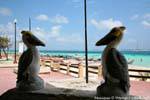 Face-to-face falschen Pelikane, Puerto Morelos, Mexiko.