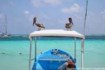 Das Aussehen der Fischer Pelikane, Puerto Morelos, Mexiko.