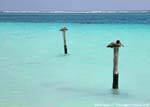 Rest Pelikane, Puerto Morelos, Mexiko.