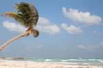 Palme im Wind am Strand, Tulum, Mexiko.