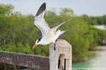 Tern, Sian Kaan, Tulum, Mexiko.