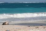 Caraible Farbe auf dem menschenleeren Strand, Tulum, Mexiko.