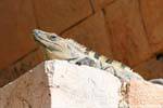 Leguan im Palast, Uxmal, Mexiko.