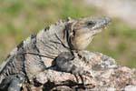 Leguan auf einem Stein, Uxmal, Mexiko.
