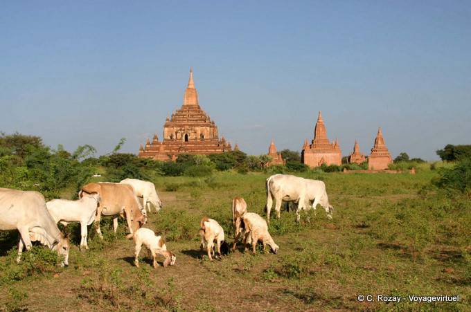 Herde weiden auf der Stätte von Bagan - Myanmar (Birma)
