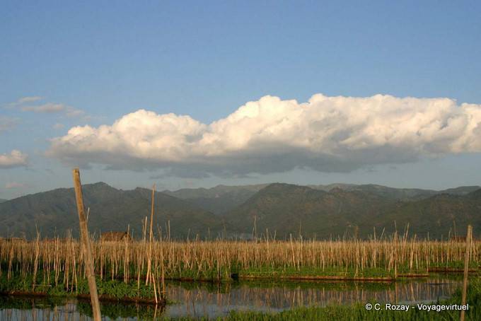 Schwimmenden Gärten auf Bambus verankert im Schlamm, Inle-See gepflanzt - Myanmar (Birma)