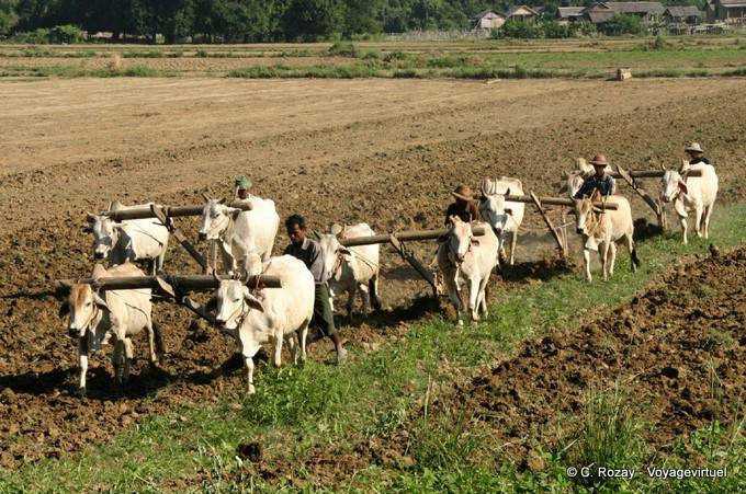Oxen, Pflügen und Arbeiter in Ava, Mandalay - Myanmar (Birma)
