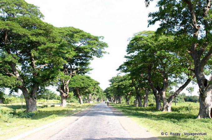 Straße mit altem Baumbestand zwischen Bagan und Mount Popa - Myanmar (Birma)