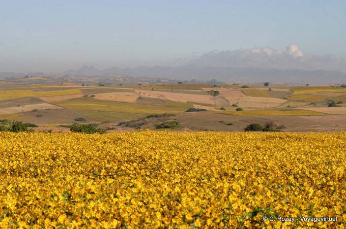 Goldene Feld und auf dem Land zu Aungban, Pindaya - Myanmar (Birma)