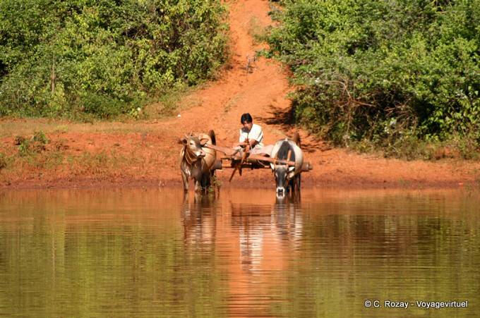 Hitch Trinken aus einem Teich, Region Pindaya - Myanmar (Birma)