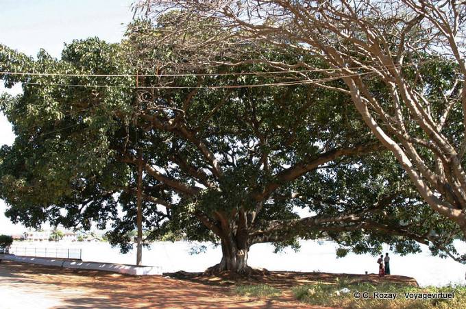 Gigant Baum, Pindaya - Myanmar (Birma)