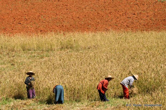 Rote Erde und Bauern bei der Ernte, Pindaya - Myanmar (Birma)