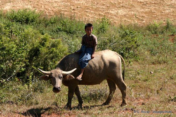 Kind auf dem Rücken eines Zebu, Region Pindaya - Myanmar (Birma)