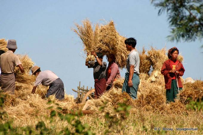 Ernte-Szene gegen Aungnan, Pindaya - Myanmar (Birma)