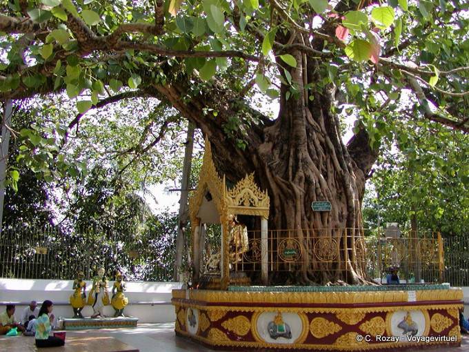 Heilige Bodhi-Baum an der südöstlichen Ecke der Shwedagon-Pagode, Rangun entfernt - Myanmar (Birma)