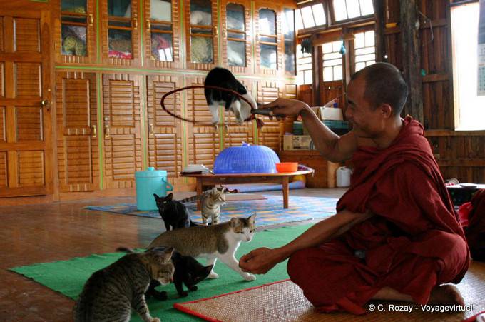 Monk Trainer springenden Katzen Nga Phe Chaung Kloster, Inle-See, Sagar - Myanmar (Birma)