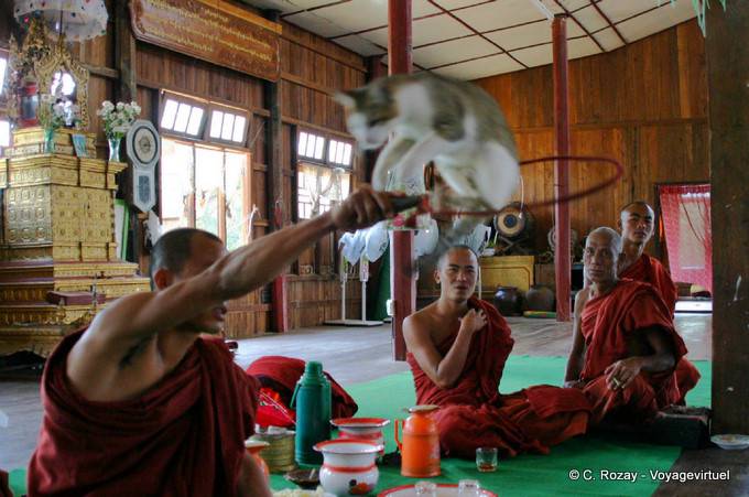 Katze springt durch einen Reifen, Nga Phe Chaung Kloster, Inle-See, Sagar - Myanmar (Birma)