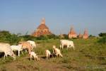 Herde weiden auf der Stätte von Bagan, Birma.