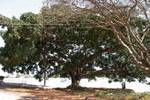 Gigant Baum, Pindaya, Birma.