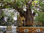 Heilige Bodhi-Baum an der südöstlichen Ecke der Shwedagon-Pagode, Rangun entfernt, Birma.