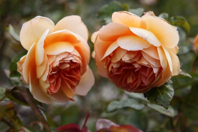 Trevor Griffiths Rosengarten, Timaru, Canterbury - Neuseeland
