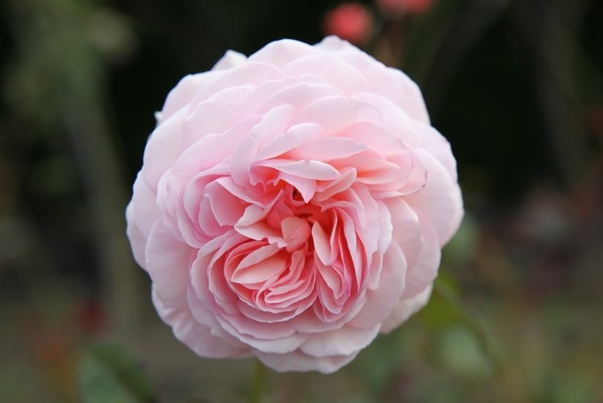 Alte Rose, Timaru, Canterbury - Neuseeland