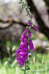 Blumen, Tasman See, Canterbury, Neuseeland.