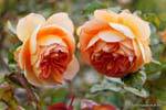 Trevor Griffiths Rosengarten, Timaru, Canterbury, Neuseeland.